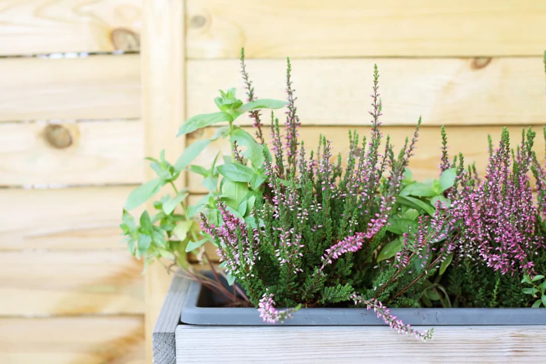 Jak pielęgnować wrzosy na balkonie, by uniknąć najczęstszych błędów