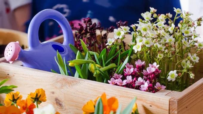 Jakie kwiaty na balkon północny - piękne rośliny do cienia, które zachwycą