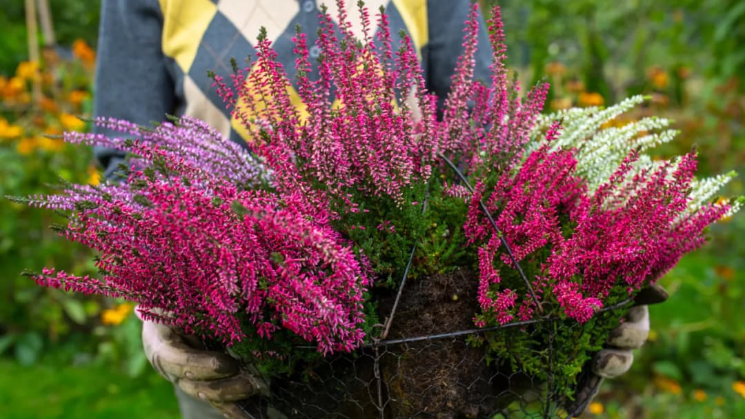 Jak podlewać wrzosy na balkonie, aby uniknąć ich gnicia?