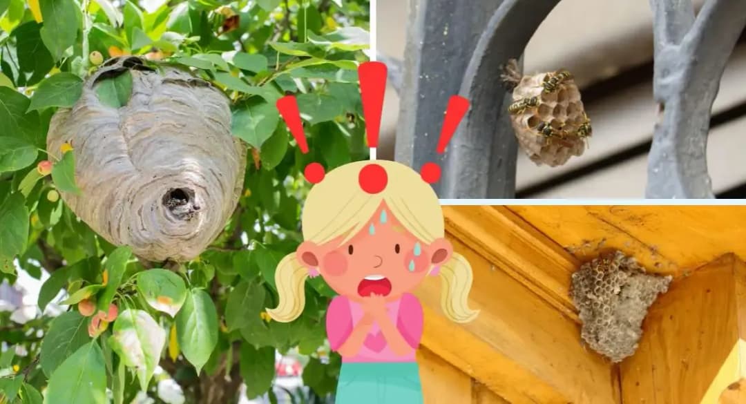 Jak odstraszyć pszczoły z balkonu i cieszyć się spokojem na świeżym powietrzu