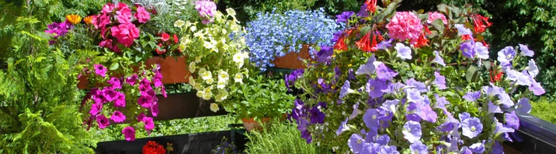 Jakie kwiaty na balkon południowy - piękne rośliny na pełne słońce