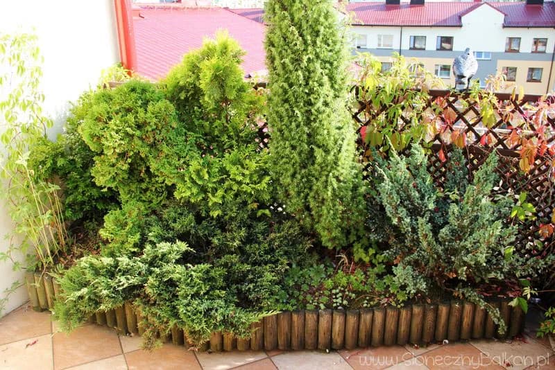 Jakie iglaki na balkon wybrać, by cieszyć się zielenią bez trwogi? Jakie iglaki na balkon wybrać, by cieszyć się zielenią bez trwogi?