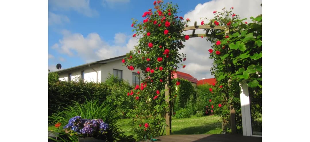 W czym posadzić kwiaty na tarasie? Sprawdzone rośliny do słońca i cienia W czym posadzić kwiaty na tarasie? Sprawdzone rośliny do słońca i cienia